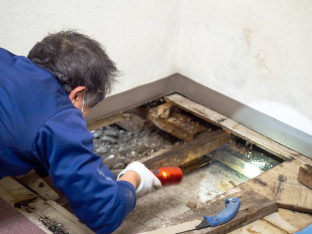 Best HVAC Mold Remediation in Montclair, VA
