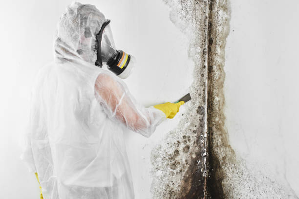 Best Mold Testing and Inspection Services in Montclair, VA