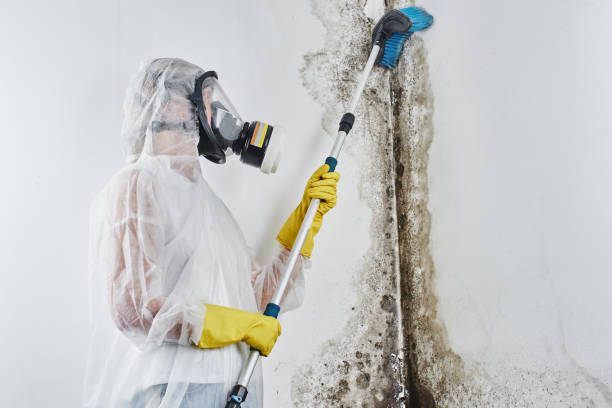 Best Residential Mold Remediation in Montclair, VA