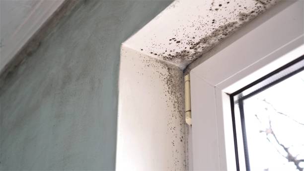 Best Attic Mold Remediation in Montclair, VA