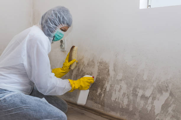 Best Mold Remediation for Specific Building Types in Montclair, VA