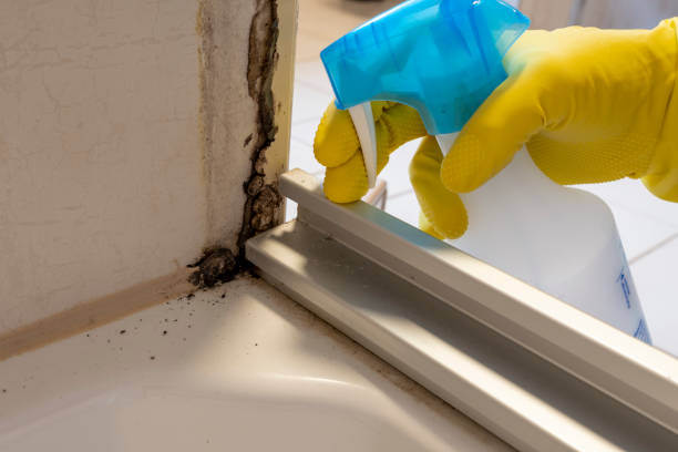 Best Post-Flood Mold Remediation in Montclair, VA