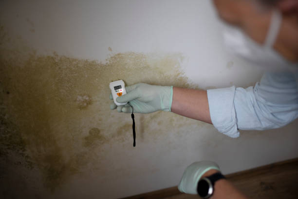 Best Mold Remediation for Specific Building Types in Montclair, VA