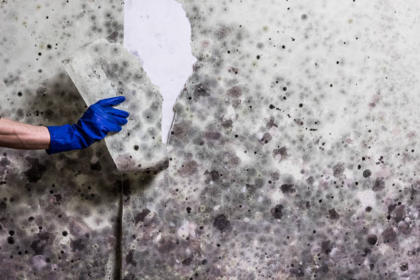 Best Preventive Mold Services in Montclair, VA