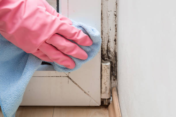 Best Insurance-Related Mold Remediation in Montclair, VA