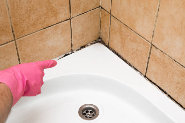 Best Crawl Space Mold Remediation in Montclair, VA