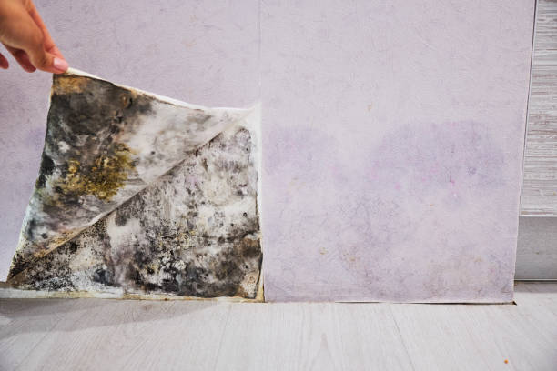 Best Mold Testing and Inspection Services in Montclair, VA